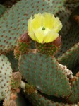 Opuntia Microdasys Subsp.Rufida 