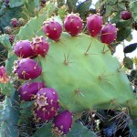 Opuntia Ficus-indica Purple Fruit 