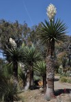 Yucca Carnerosana