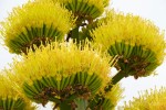 Agave Chrysantha 'Giant'