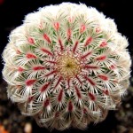 Echinocereus Rigidissimus Subsp.Rigidissimus