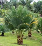 Copernicia Gigas 