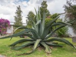 Agave Mapisaga