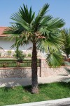 Trachycarpus Latisectus 