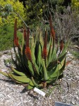 Aloe Castanea 