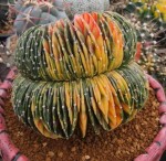 Gymnocalycium Mihanovichii 'Cristata Variegata' 