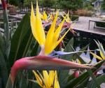 Strelitzia Reginae Mandelas Gold