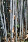 Dendrocalamus Membranaceus