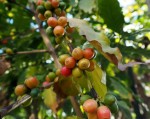 Coffea Arabica 'Himalaya'