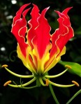 Gloriosa Superba 
