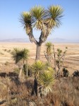 Yucca Mixtecana