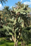 Opuntia Ficus-indica