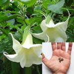 Brugmansia Arborea 