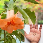 Brugmansia Sanguinea Aurantia