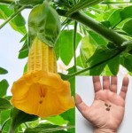 Brugmansia Sanguinea Aurea 