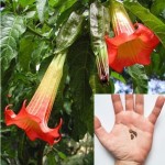Brugmansia Sanguinea 
