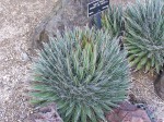 Agave Filifera 