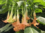 Brugmansia Versicolor