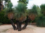 Xanthorrhoea Australis