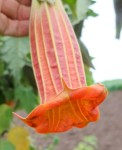 Brugmansia Sanguinea Vermilion