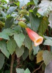 Brugmansia Sanguinea Ventricosa