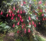 Brugmansia Sanguinea Hot Red 