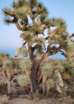 Yucca Brevifolia Blue