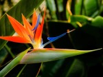 Strelitzia Reginae 