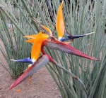 Strelitzia Juncea 