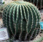 Echinocactus Platyacanthus