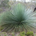 Xanthorrhoea Glauca
