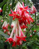 Fuchsia Boliviana 'White'