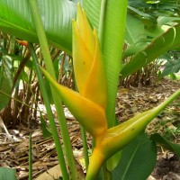 Heliconia Champneiana Maya Gold 