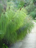 Elegia Capensis 