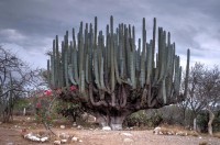 Pachycereus Weberi