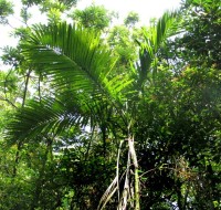 Chamaedorea Woodsoniana