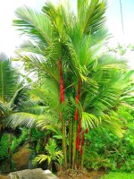 Cyrtostachys Renda