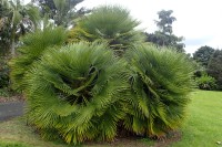 Chamaerops Humilis 