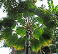 Pritchardia Pacifica 