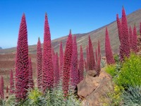 Echium Wildpretii