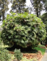 Rhapis Multifida 