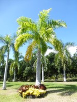 Roystonea Regia