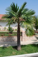 Trachycarpus Latisectus 