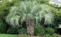 Butia Capitata 