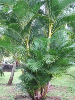 Dypsis Lutescens