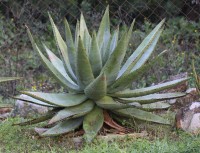 Aloe Spectabilis 
