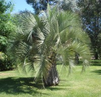 Butia Yatay