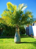 Ravenea Rivularis 