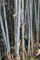 Dendrocalamus Membranaceus