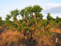 Ilex Paraguariensis